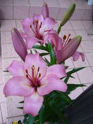 ピンクの百合１