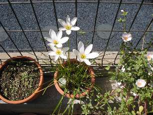 ゼフィランサス１