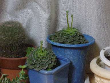 タキタスのつぼみ２