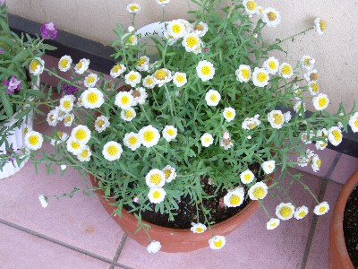 はなかんざし１