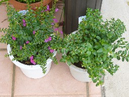 クフェア（紅白）