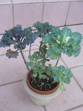 ハボタン二年目