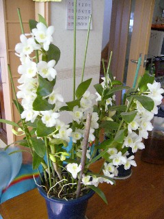 デンドロニウムの花１