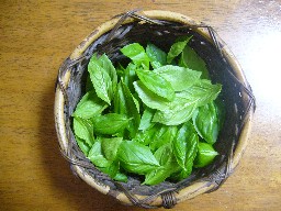 バジルの葉