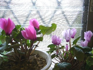 シクラメン２