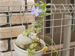 ツルニチニチソウの花