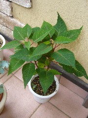 夏のポインセチア