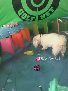 コロコロ楽しいなっ♪