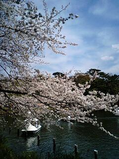 池に桜.｡ﾟ+.(･∀･)ﾟ+.ﾟ