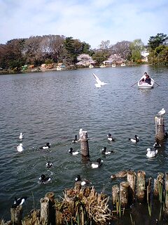 鳥さん(・∀・)