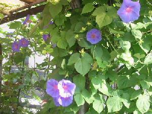 今日のオーシャンブルー２（6月27日）