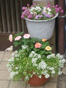 ゆりっちの寄せ植え