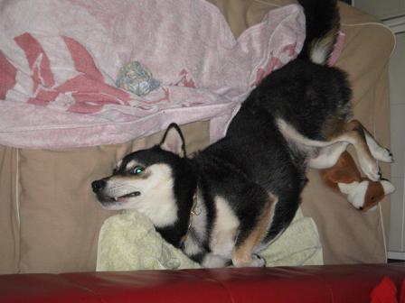 歌舞伎わびすけ (1).JPG