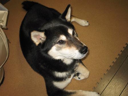 コピー ～ IMG_1313.JPG