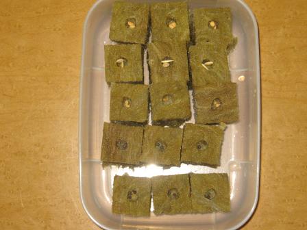 コピー ～ IMG_1352.JPG