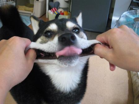 コピー ～ IMG_1651.JPG