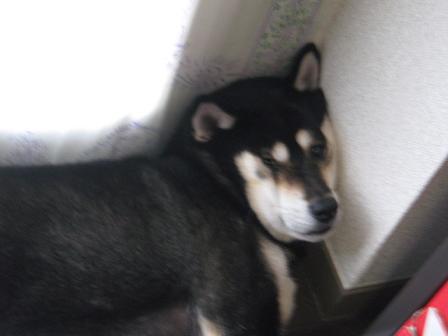 コピー ～ IMG_1601.JPG