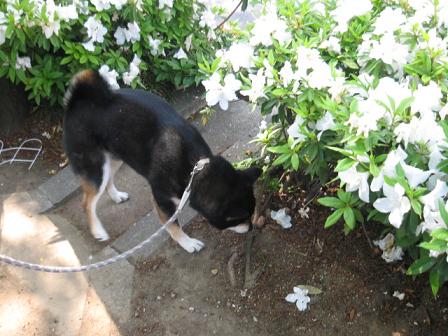 コピー ～ IMG_1333.JPG