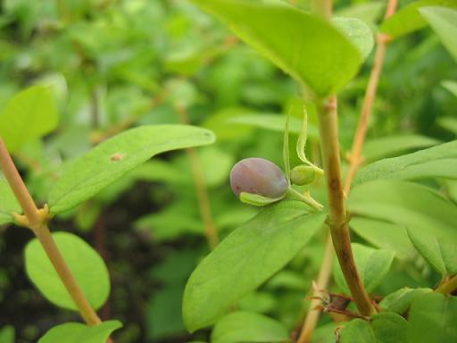 060610ハスカップ