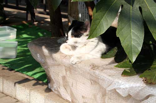 猫2