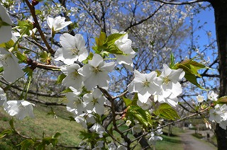 sakura