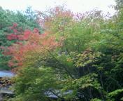 紅葉１