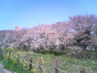 「桜」.JPG