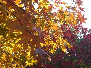 紅葉