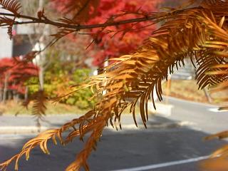 秋の紅葉