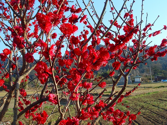 紅梅