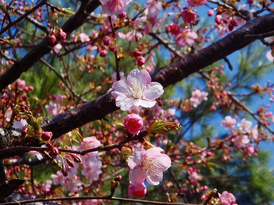 山に桜が！2007