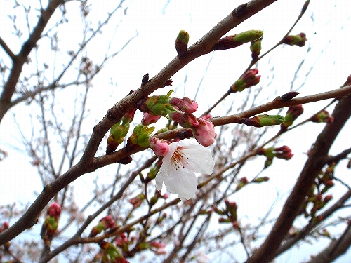 さくら、つぼみ