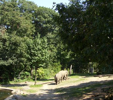 Bronx_Zoo_Elephant.JPG