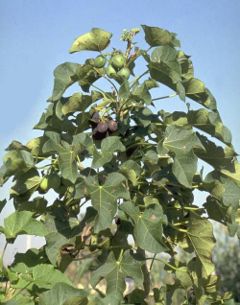 jatropha_curcas