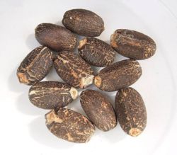 jatropha_curcas_seeds