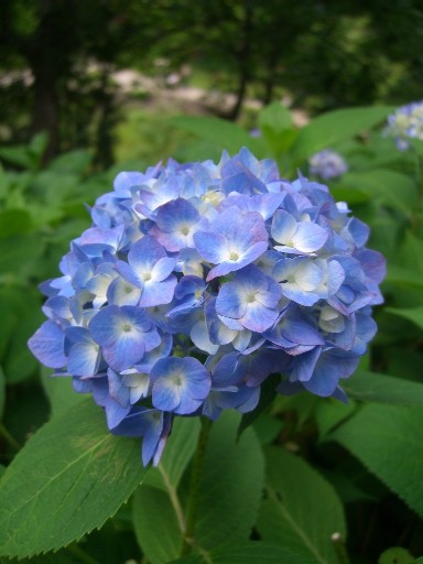 ブルー紫陽花.JPG