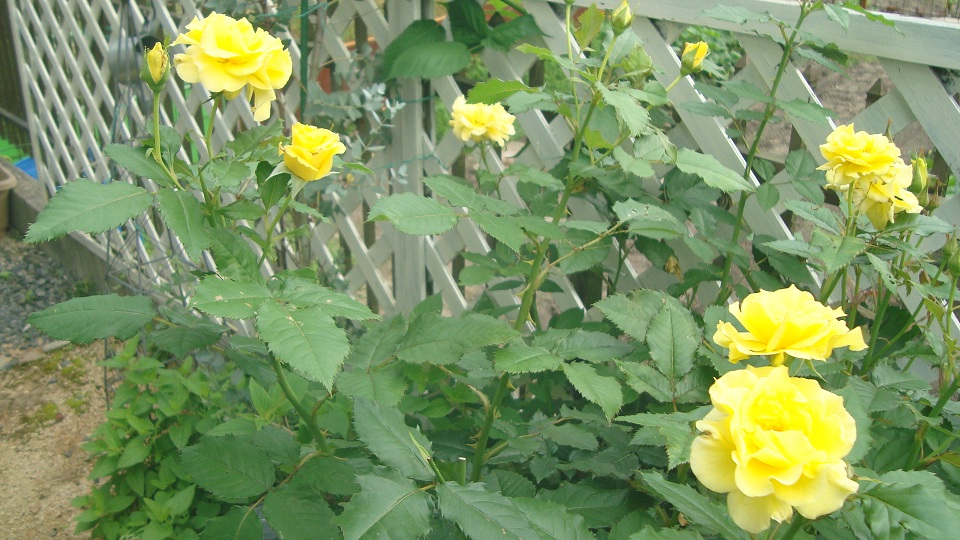 DSC04540.JPG
