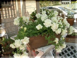 2006_0829_115848AA.jpg