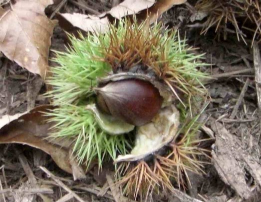 CIMG0024.JPG chestnut2.jpg