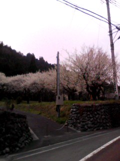 ume