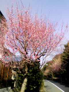 ume