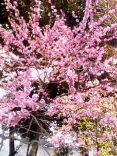 ume
