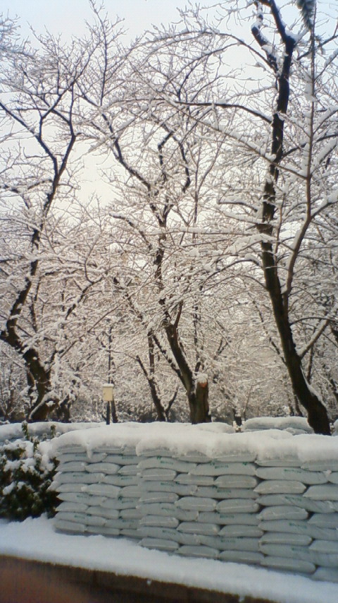 雪満開