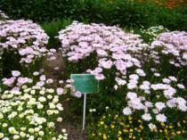 桃色たんぽぽとマーガレット