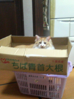 青首大根猫