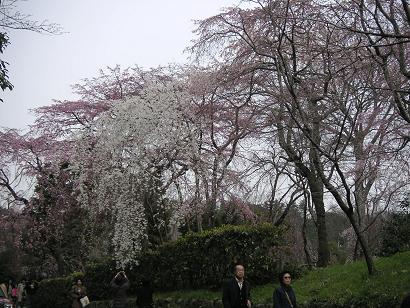 2006_0401 広沢の池東さくら.JPG