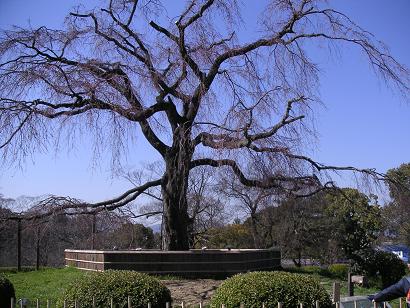 2006_0325 円山公園しだれ桜.JPG