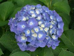 紫陽花