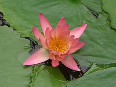 睡蓮