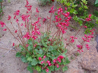 花が可愛いツボサンゴ